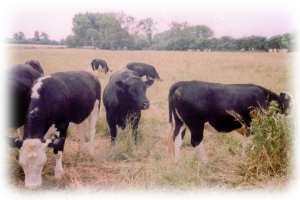 Friesian heifers